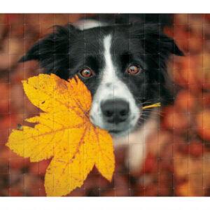 Webbild Bastelset - Hunde – Bild 3